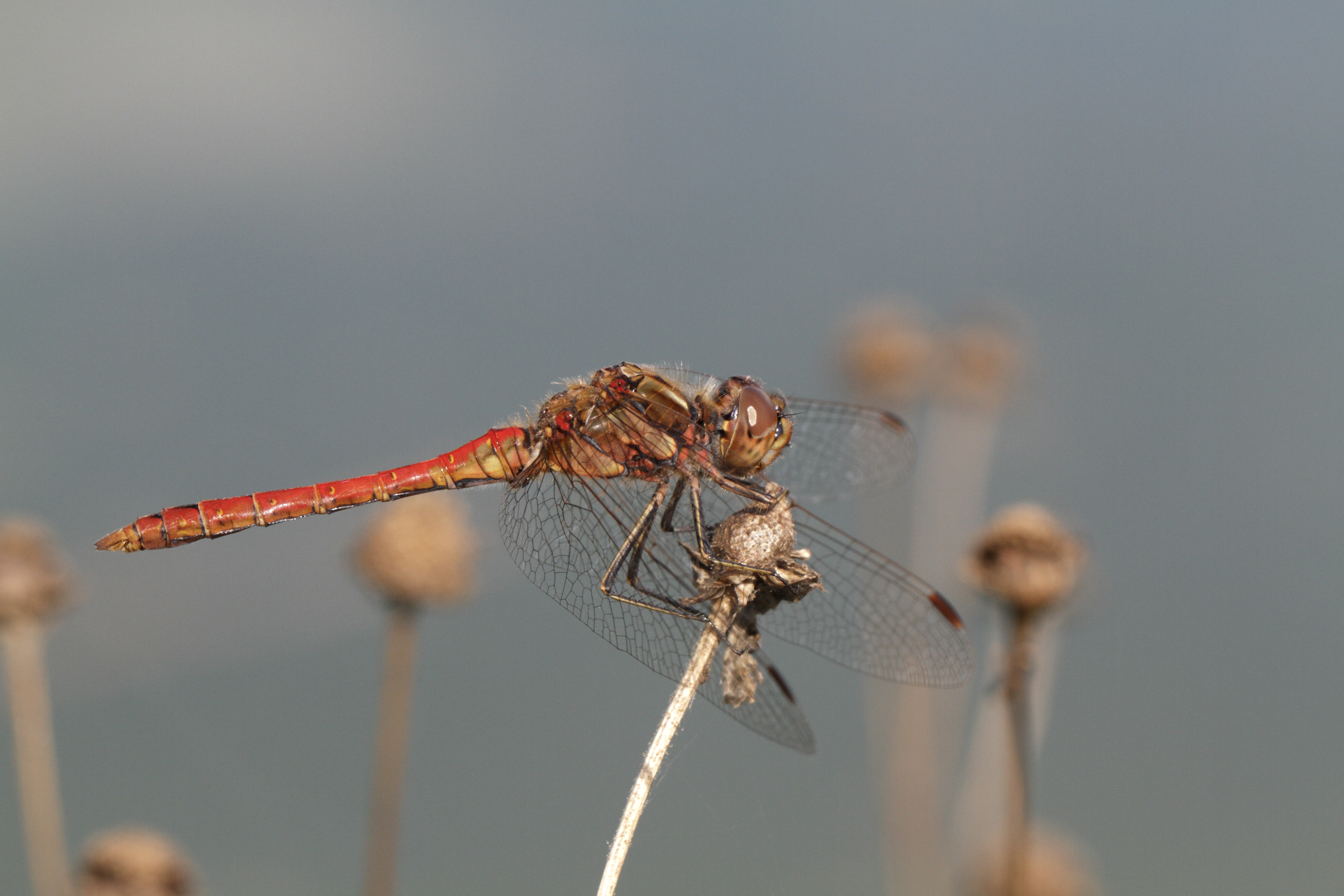 Male Sympetrum vulgatum by Antje Schulte